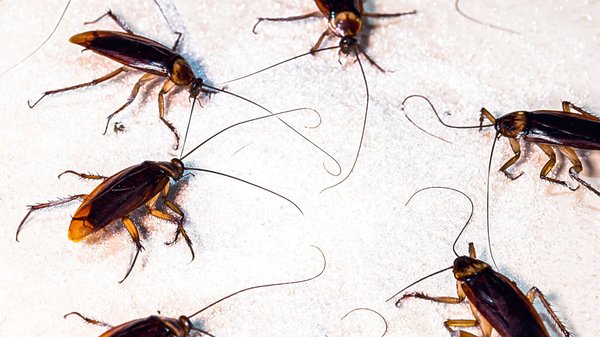 Comment reconnaître la présence de blattes dans une maison ?